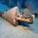  Mazotos shipwreck, age estimated in mid 4th century B.C   during the Alexander the great era 